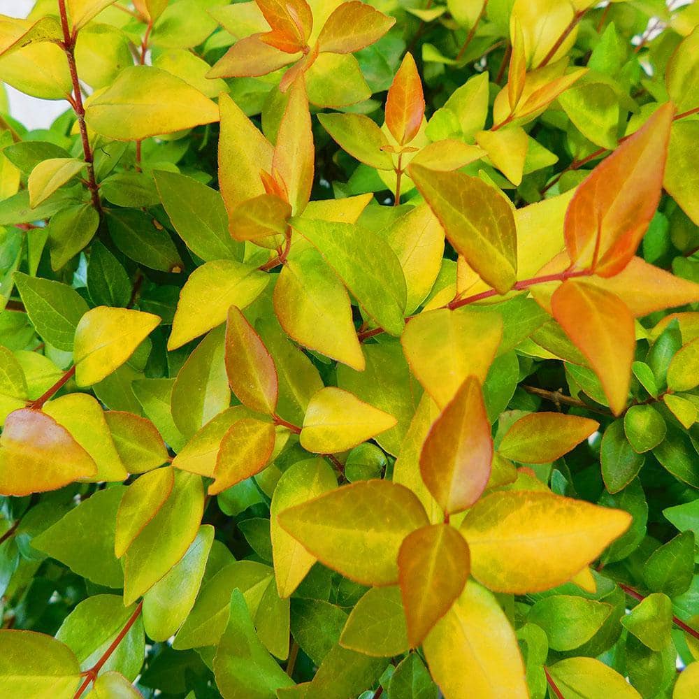 2.25 Gal. Canyon Creek Abelia Shrub with Pinkish-White Flowers - Hercitys