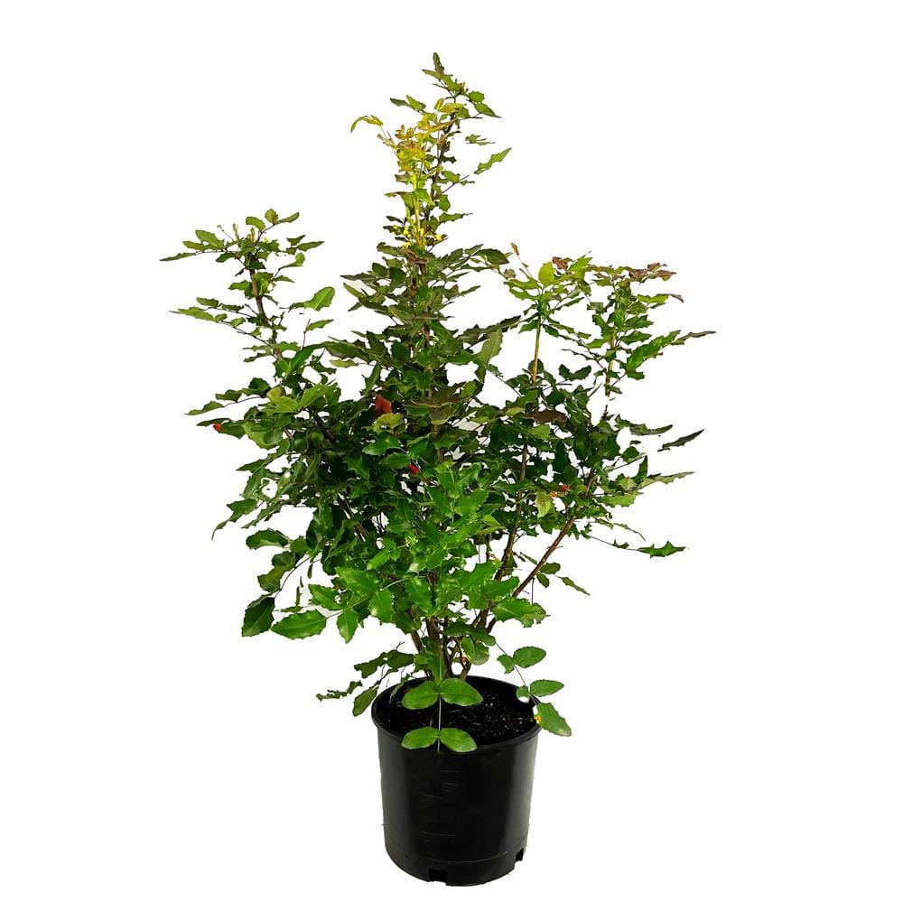 2.25 Gal. Oregon Grape Live Shrub with Yellow Flowers and Deep, Blue Berries - Hercitys