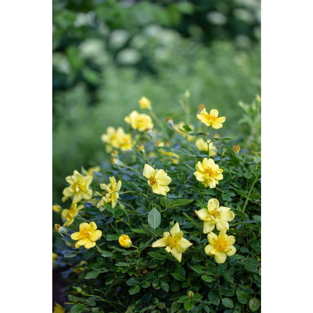 1 Gal. Oso Easy Lemon Zest Landscape Rose (Rosa) Live Shrub, Yellow Flowers - Hercitys