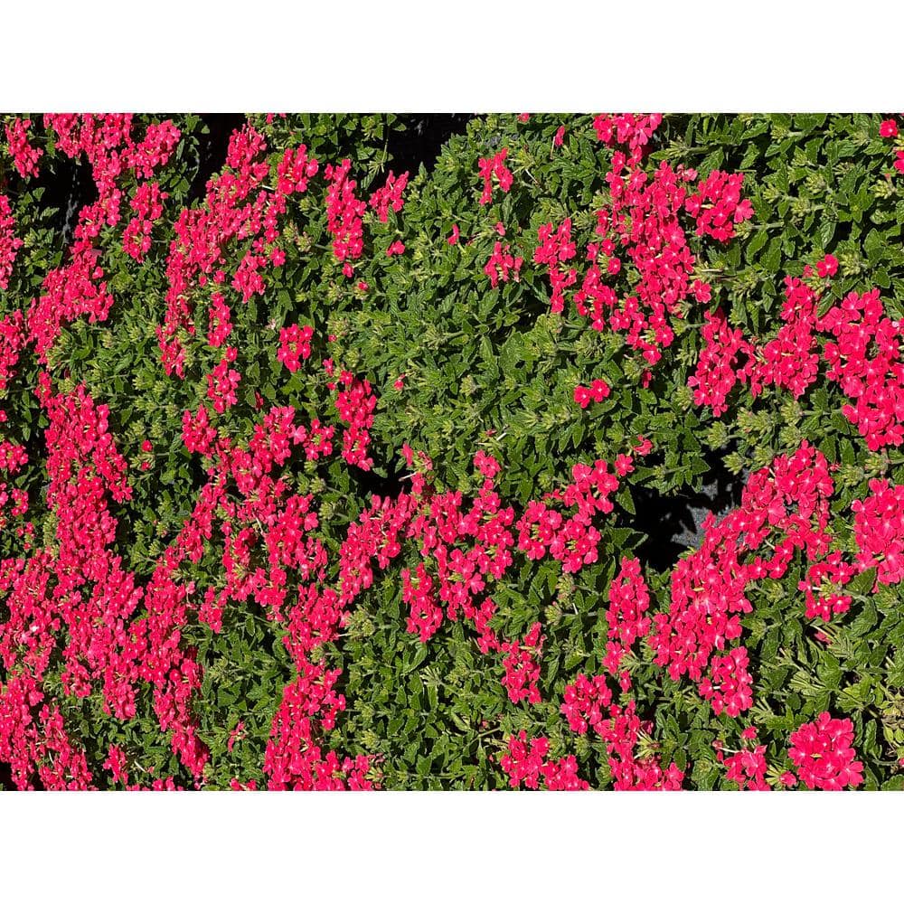 1.5 Gal. Verbina Plant Firehouse Pink Flower in 8.25 in. Grower’s Pot - Hercitys