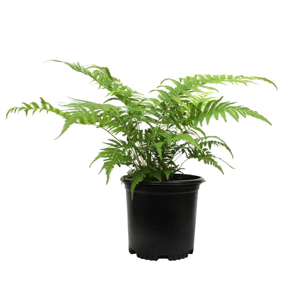 2 QT. Southern Wood Fern (Thelypteris Kunthii) Garden Perennial Shrub Plant in Grower Pot - Hercitys
