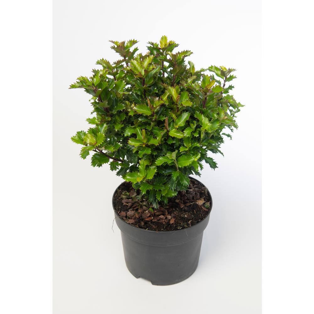 1 Gal. Red Beauty Holly Shrub Symmetrical Grower with Rich Glossy Leaves and Abundant Bright Red Berries - Hercitys