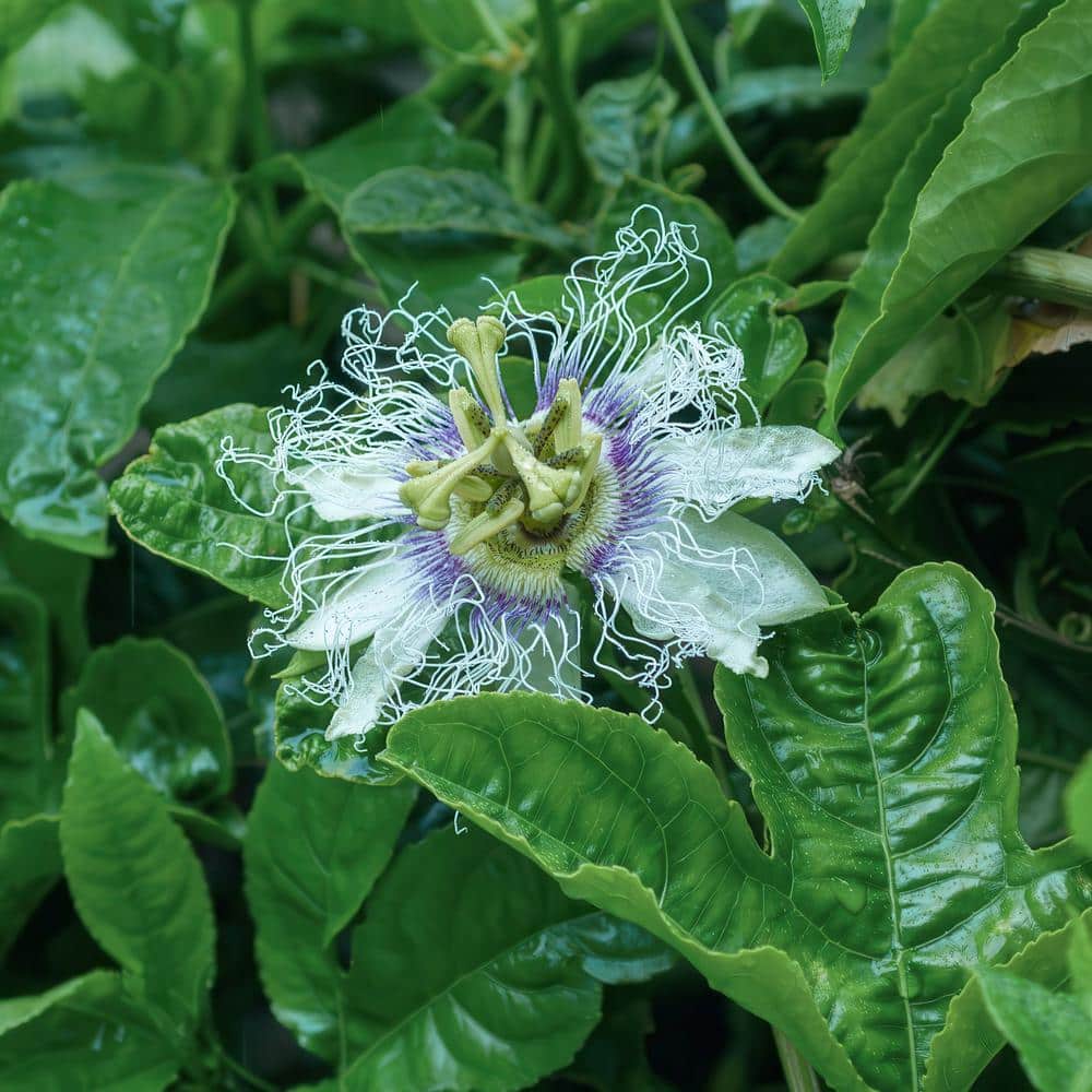 4 in. Passion Fruit Poppin’ Passion Annual Plant with White-Purple Flowers (3-Pack) - Hercitys