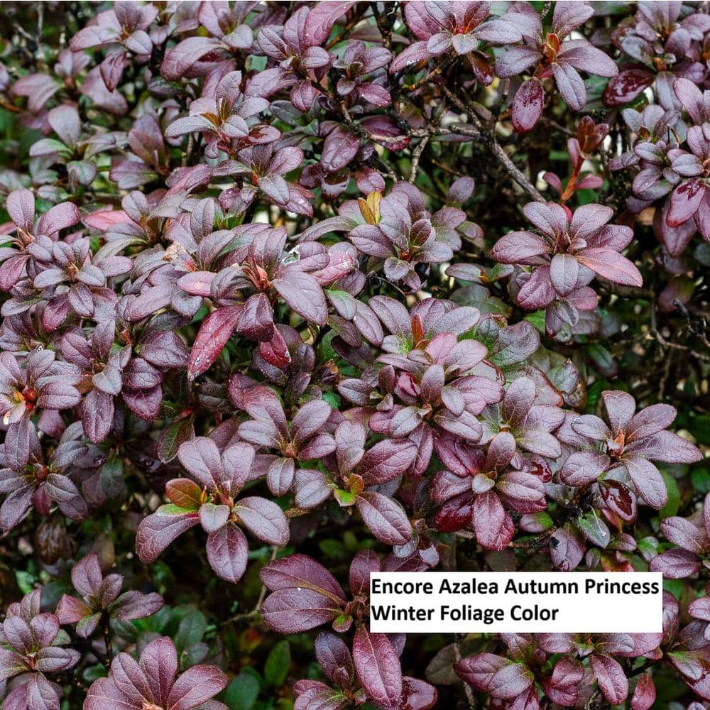 1 Gal. Autumn Princess Shrub with Salmon-Pink Reblooming Flowers - Hercitys