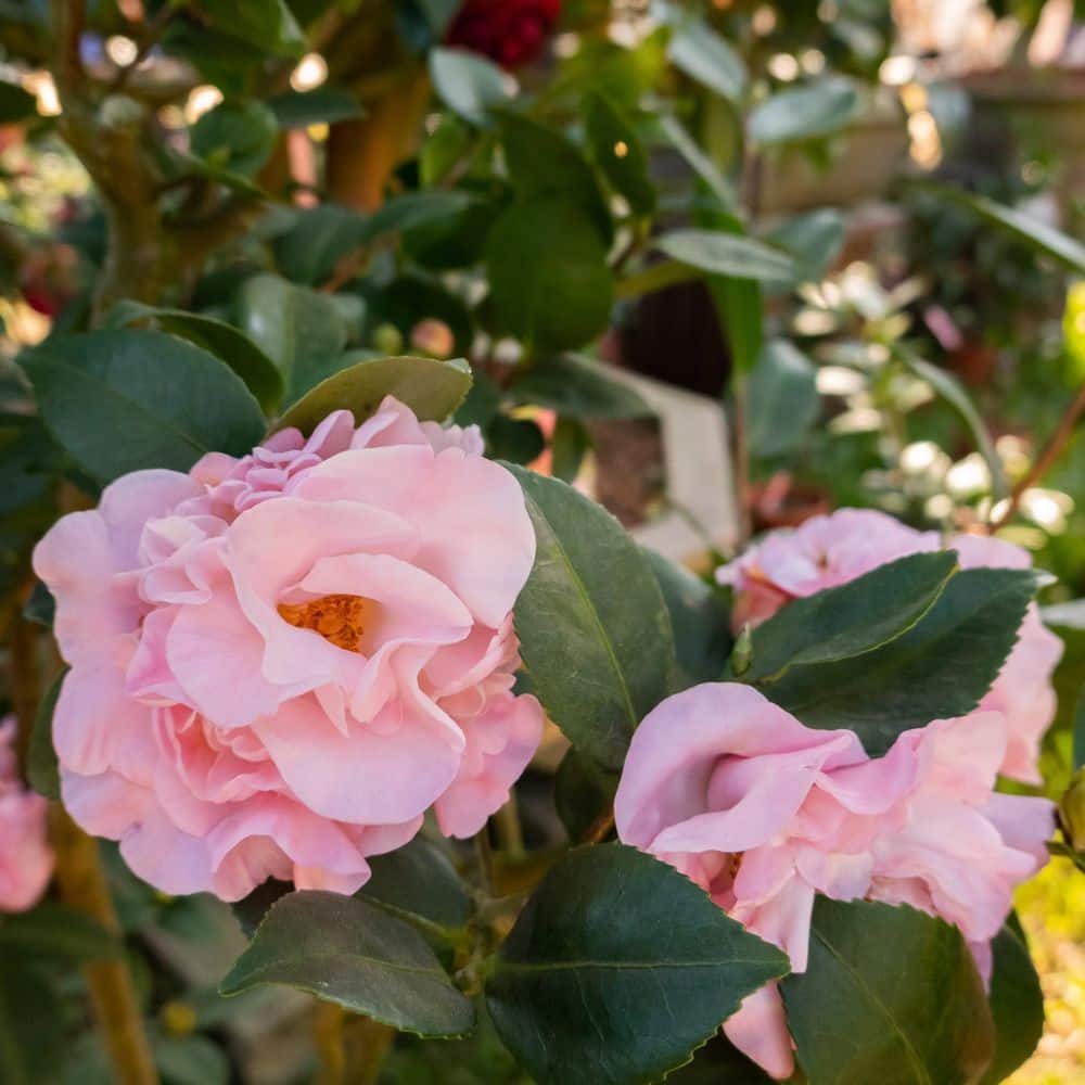 1 gal. High Fragrance Camellia Japonica Shrub with Pink Flowers - Hercitys