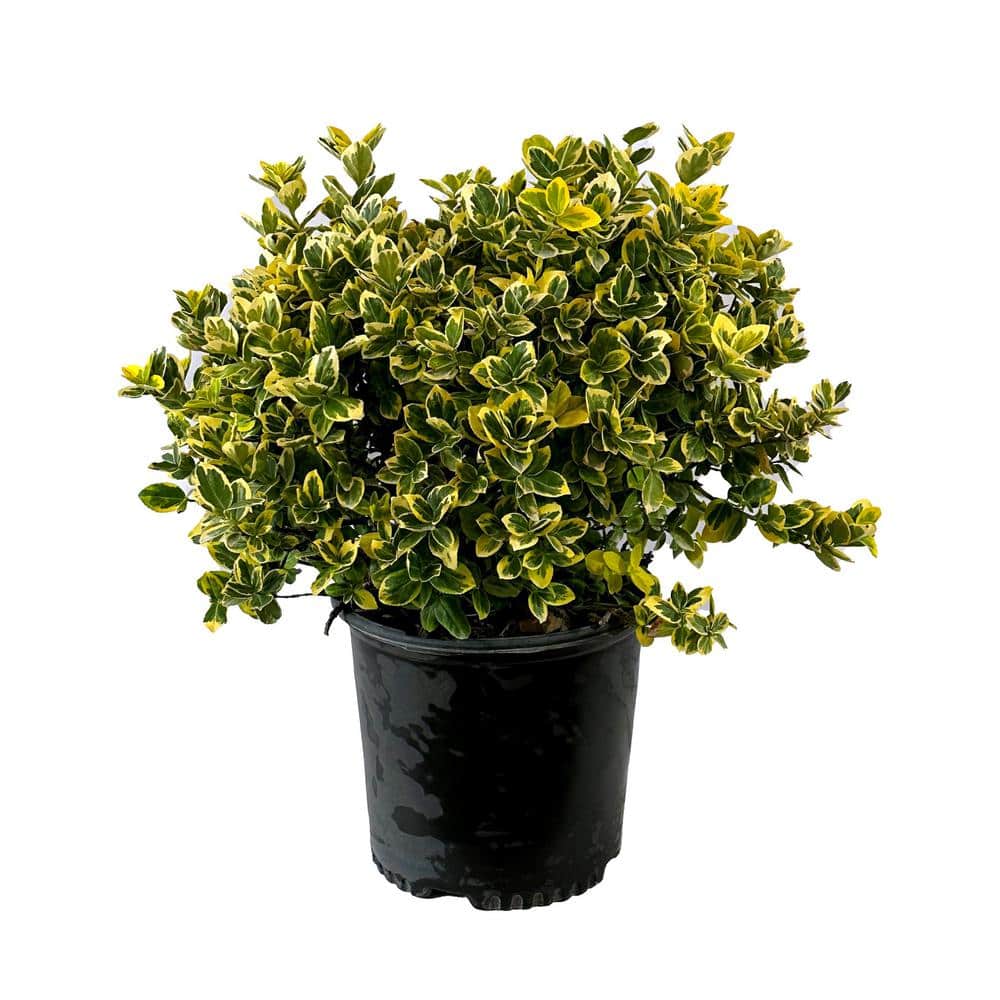 2.25 Gal. – Emerald and Gold Euonymus Live Shrub with Green and Yellow Folliage - Hercitys