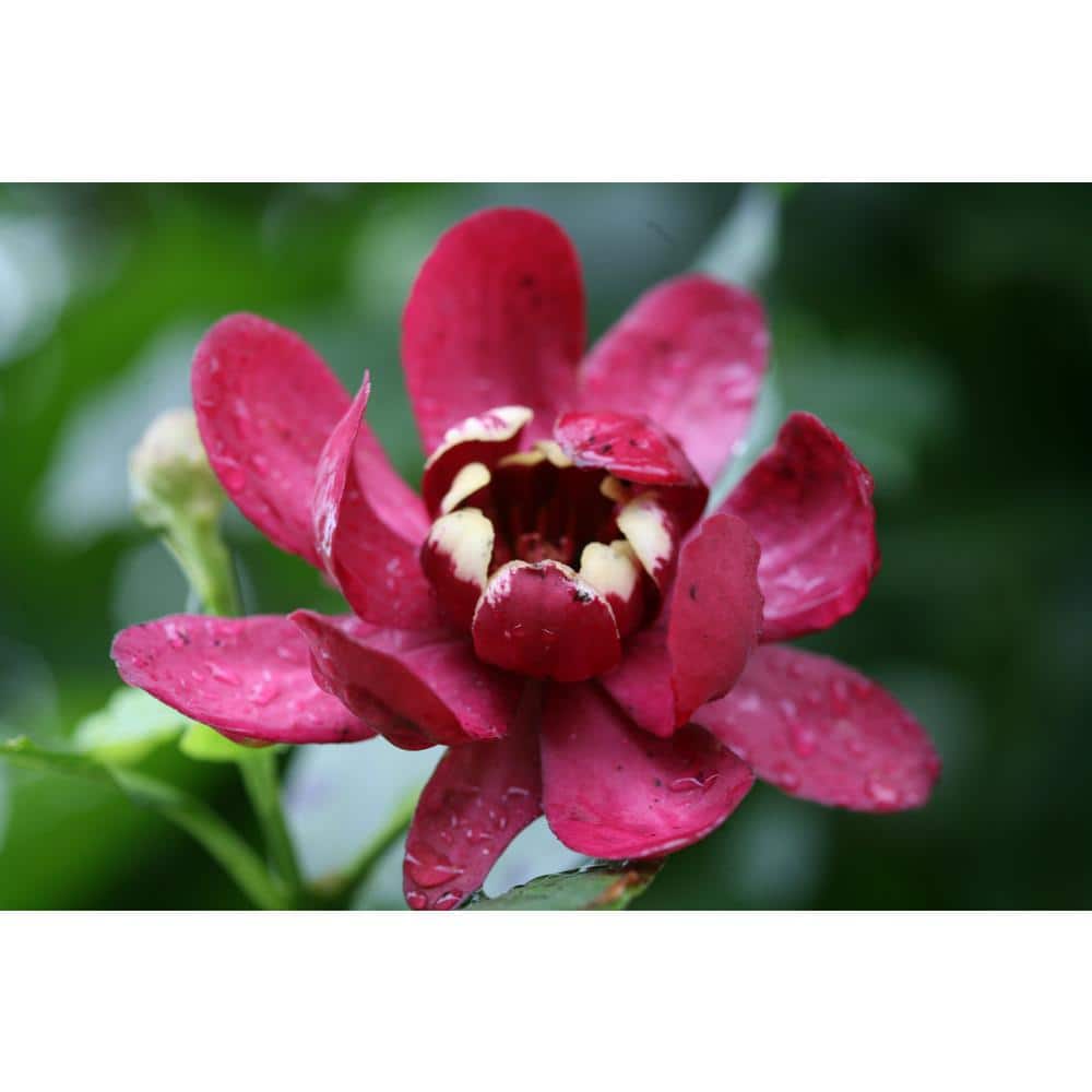 1 Gal. Aphrodite Allspice Sweetshrub (Calycanthus) Live Shrub, Red Flowers - Hercitys