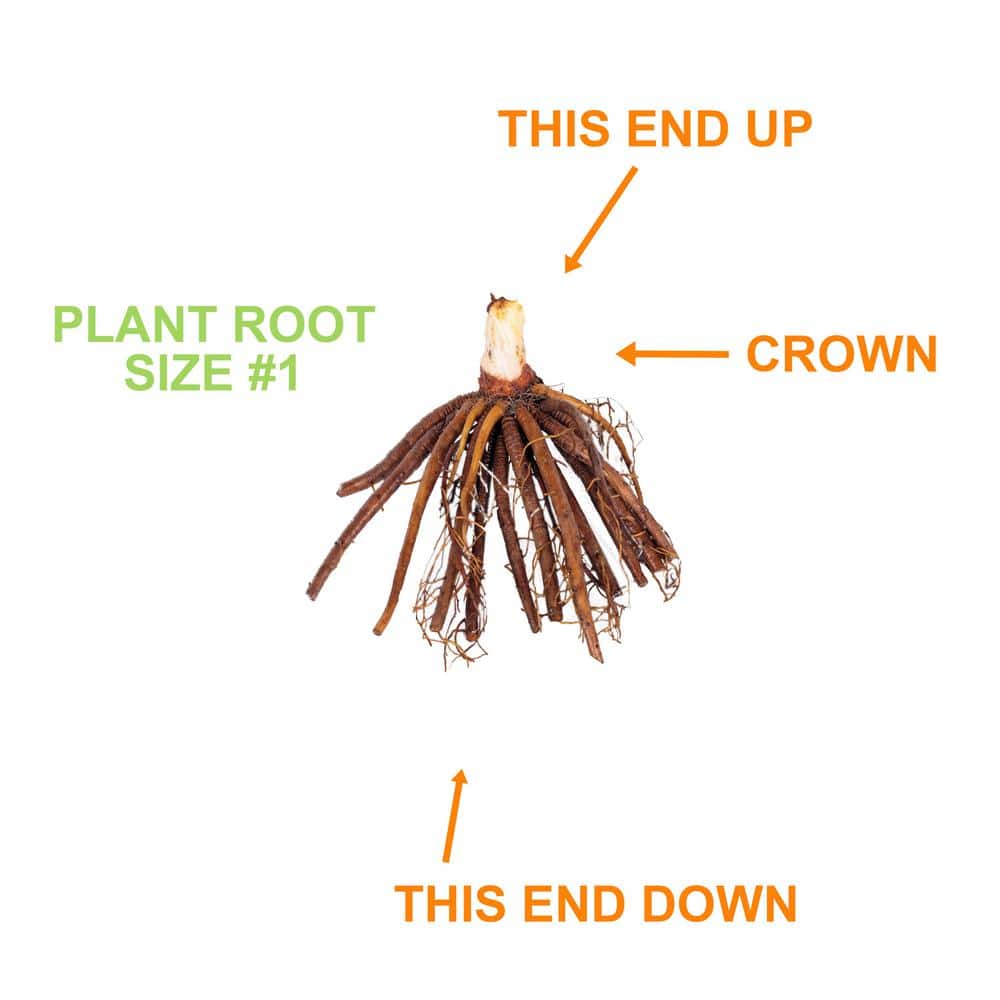 1-Year, EveryDaylily Pink Wing Daylily Flower Bulbs (Bag of 10) - Hercitys