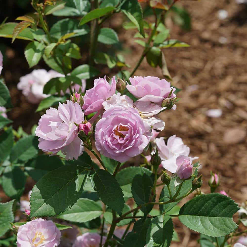 1 Gal., Rise Up Lilac Days Rose (Rosa), Live Plant, Shrub, Purple Flowers - Hercitys