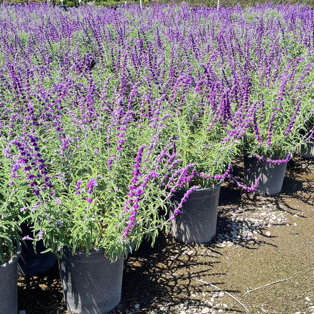 #5 Container Santa Barbara Purple Flowering Sage Plants (2-Pack) - Hercitys