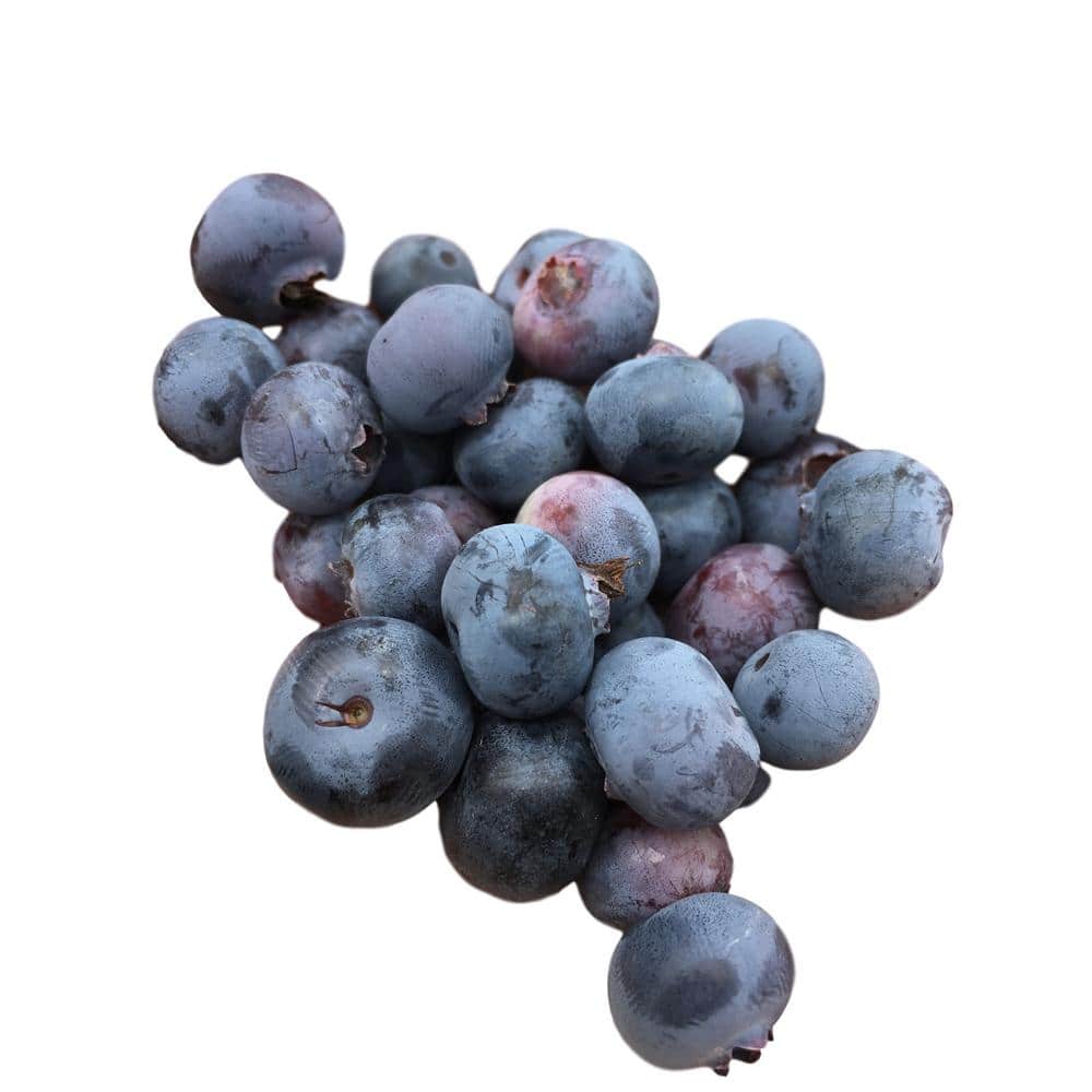4 in. Pot Blueray Blueberry Plant - Hercitys