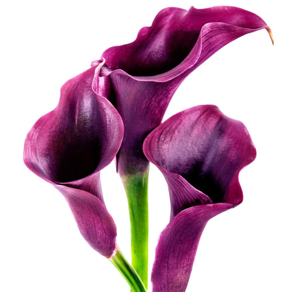 1 gal. Calla Lily Frozen Queen Perennial Plant with White Flowers - Hercitys