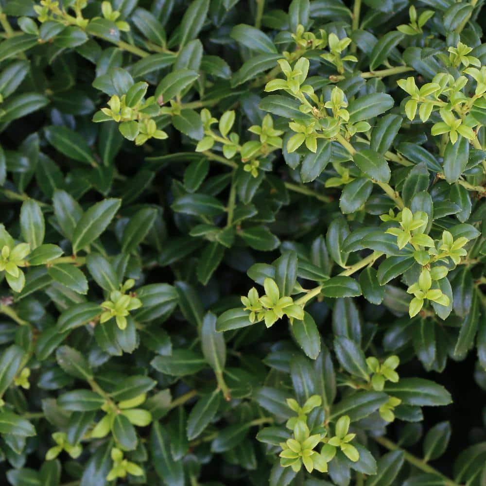 2.25 Gal. Holly Soft Touch Shrub - Hercitys