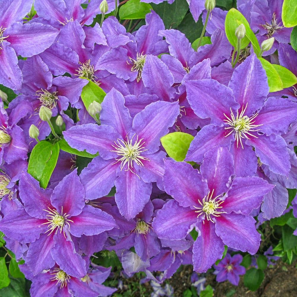 2.5 Qt. Pot, Ristimagi Clematis Vine, Live Potted Perennial Plant (1-Pack) - Hercitys