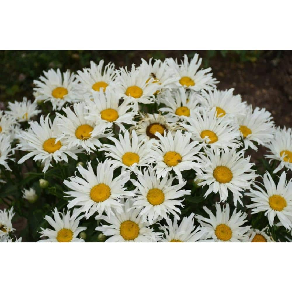 4.5 qt. Amazing Daisies ‘Spun Silk’ (Leucanthemum) Live Plant White Flowers - Hercitys