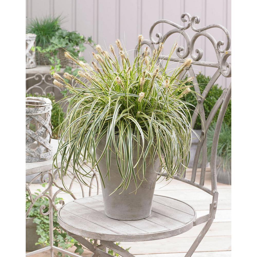 2.5 qt. Perennial Carex Oshimensis Feather Falls Grass (2-Pack) - Hercitys