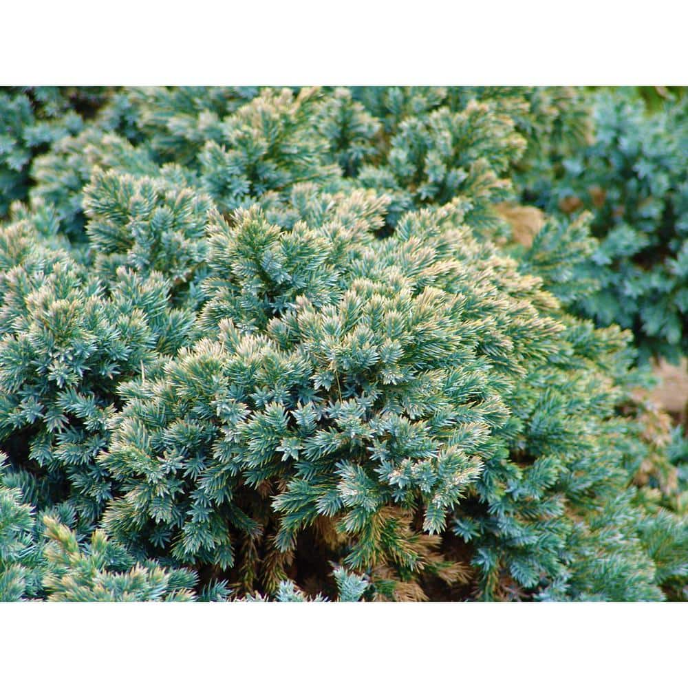 1 Gal. Blue Star Juniper Shrub Turquoise and Silver, Low Maintenance Dwarf Conifer Drought Tolerant - Hercitys