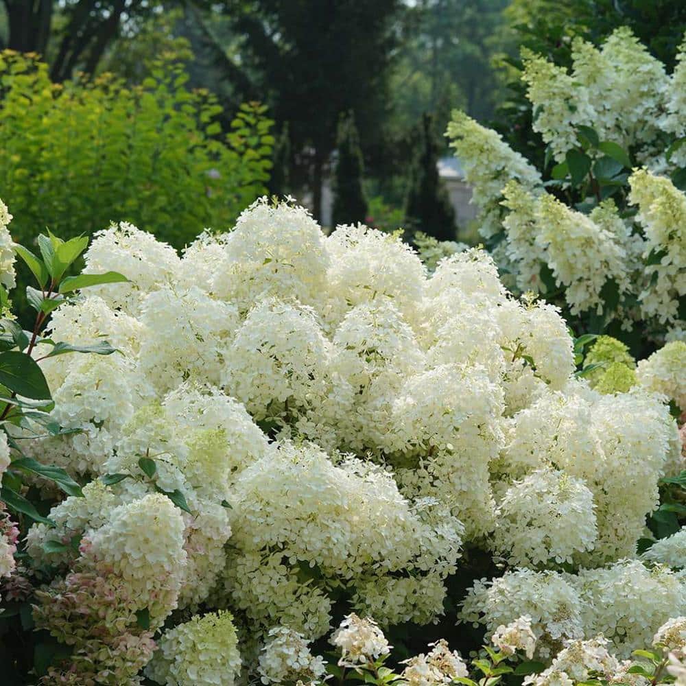 1 Gal. Puffer Fish Panicle Hydrangea (Paniculata), Live Plant, Shrub, White to Pink Flowers - Hercitys
