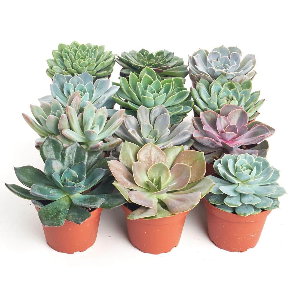 4 in. Rosette Succulent Collection Succulent (Collection of 12) - Hercitys