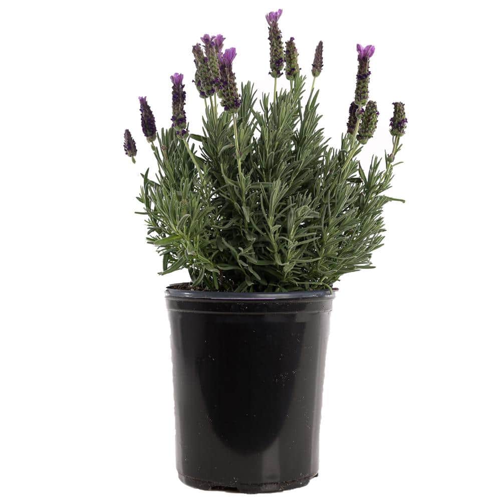 2 Gal. Purple Spanish Lavender Plant - Hercitys