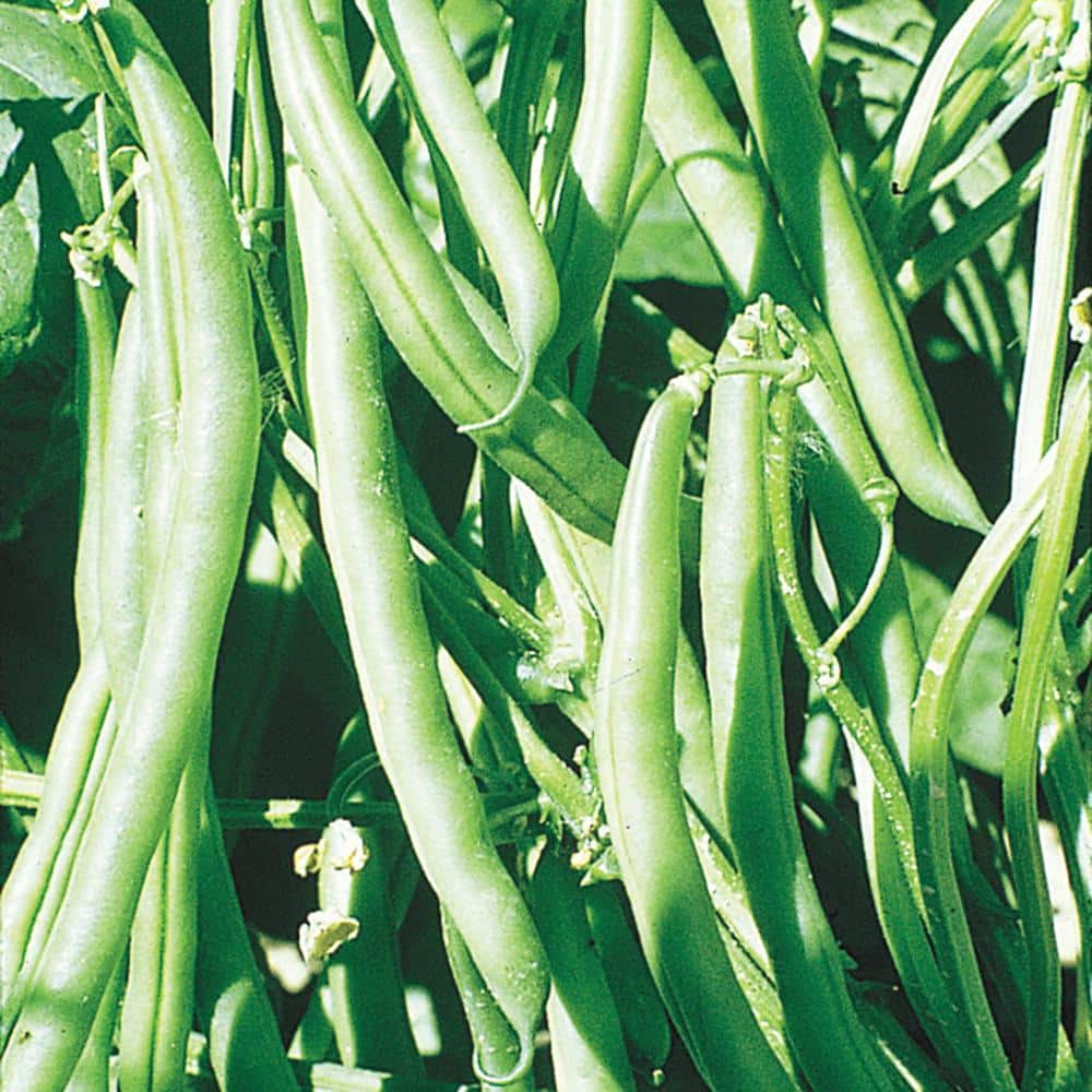 0.5 lb. Pole Bean Kentucky Wonder Vegetable Seed Packet - Hercitys