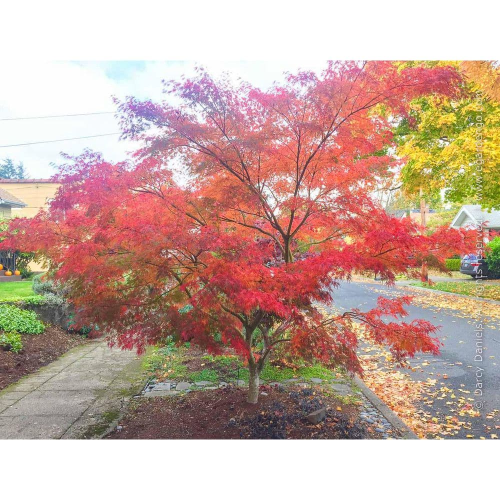 1 Gal. Seiryu Deciduous Japanese Maple Tree - Hercitys