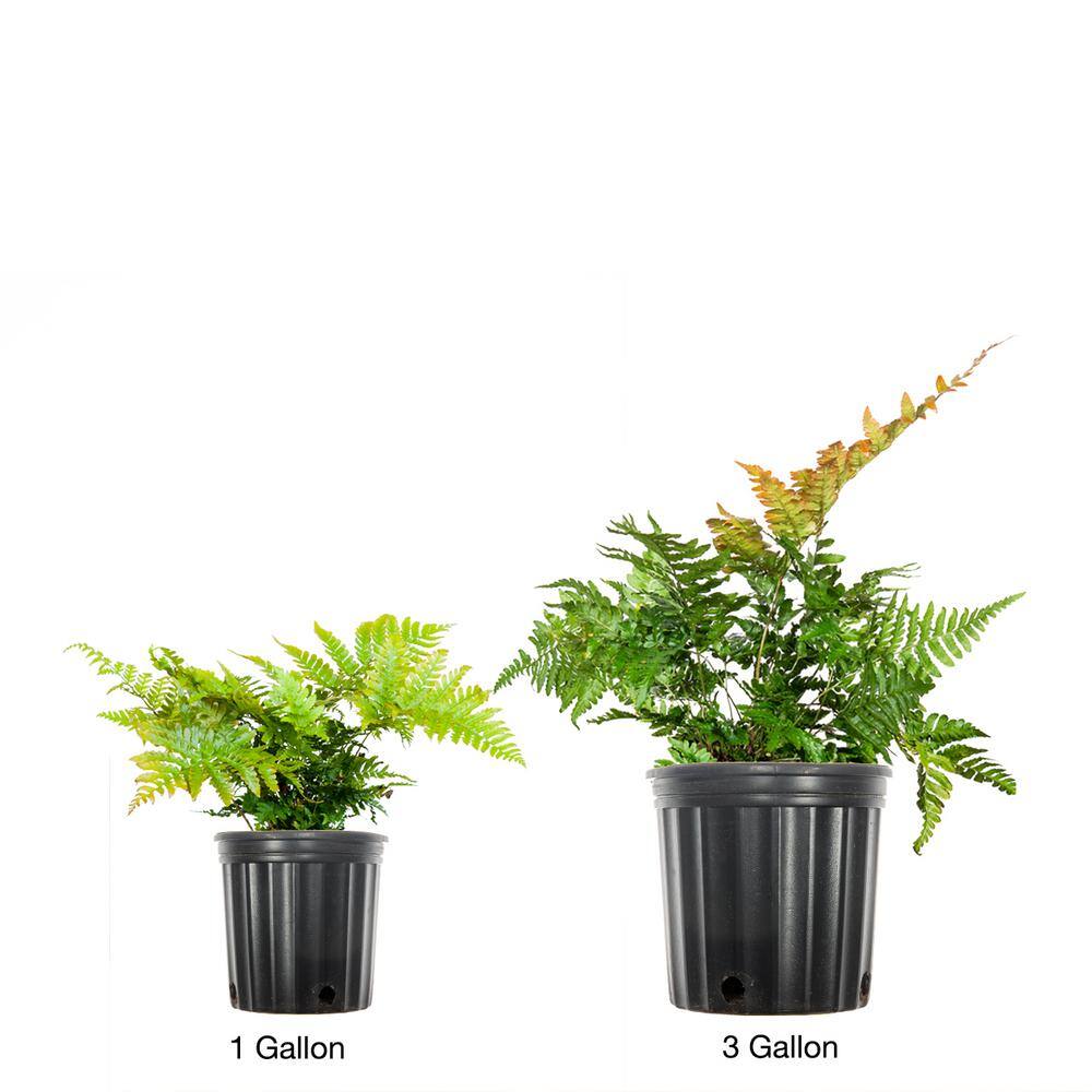 1 Gal. Autumn Fern Green Foliage Shrub (2-Pack) - Hercitys