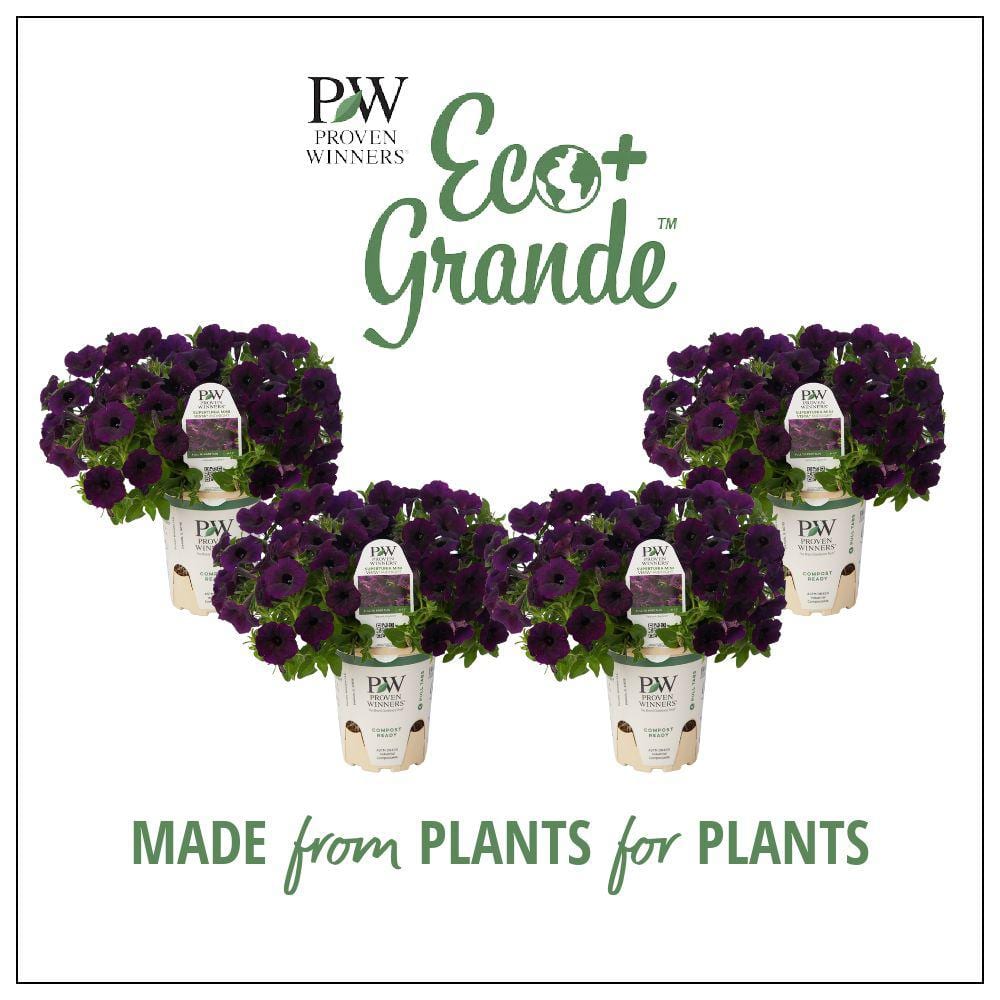 4.25 in. Eco Plus Grande, Supertunia Mini Vista Midnight Live Annual Plant, Purple Flowers (4-Pack) - Hercitys