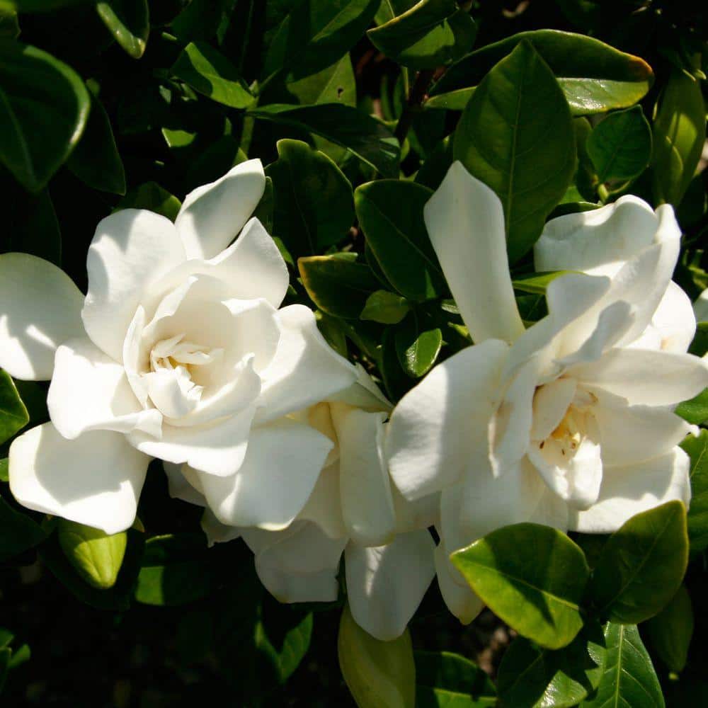 2 Gal. Jubilation Gardenia, Live Evergreen Shrub, White Fragrant Blooms - Hercitys