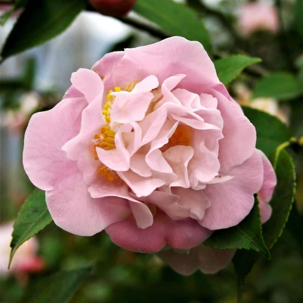 1 gal. High Fragrance Camellia Japonica Shrub with Pink Flowers - Hercitys
