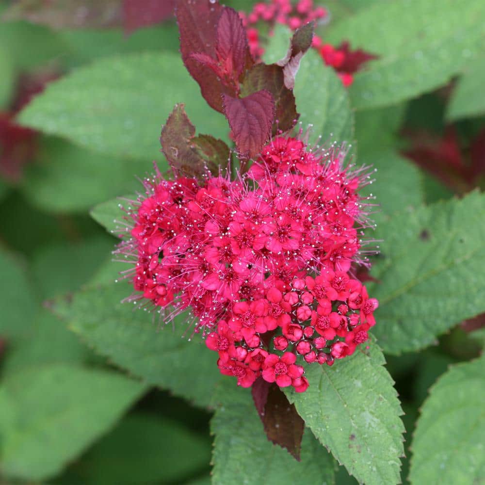 2 Gal. Double Play Doozie (Spirea) Live Shrub with Pink Flowers - Hercitys