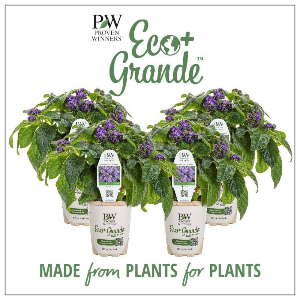 4.25 in. Eco+ Grande Aromagica Purple Heliotrope (Heliotropium Arborescens) Live Annual Plant with Purple Flowers 4-Pack - Hercitys