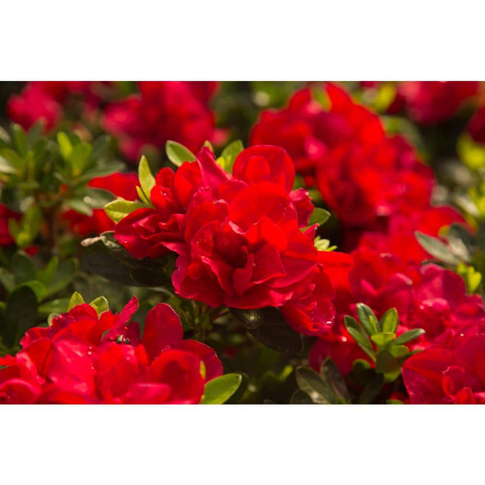 1 Gal. Encore Autumn Bonfire Azalea Shrub with True Red Reblooming Flowers - Hercitys