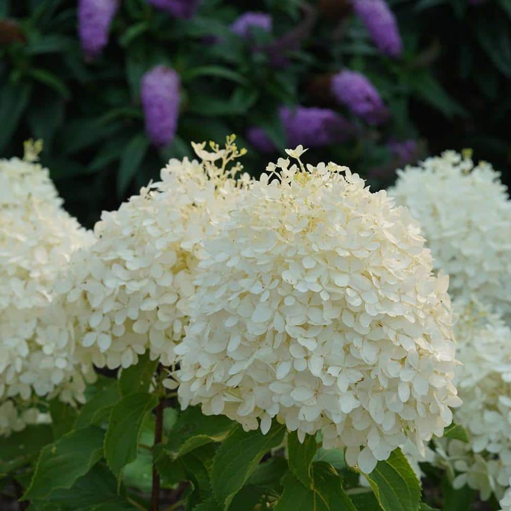 1 Gal. Puffer Fish Panicle Hydrangea (Paniculata), Live Plant, Shrub, White to Pink Flowers - Hercitys