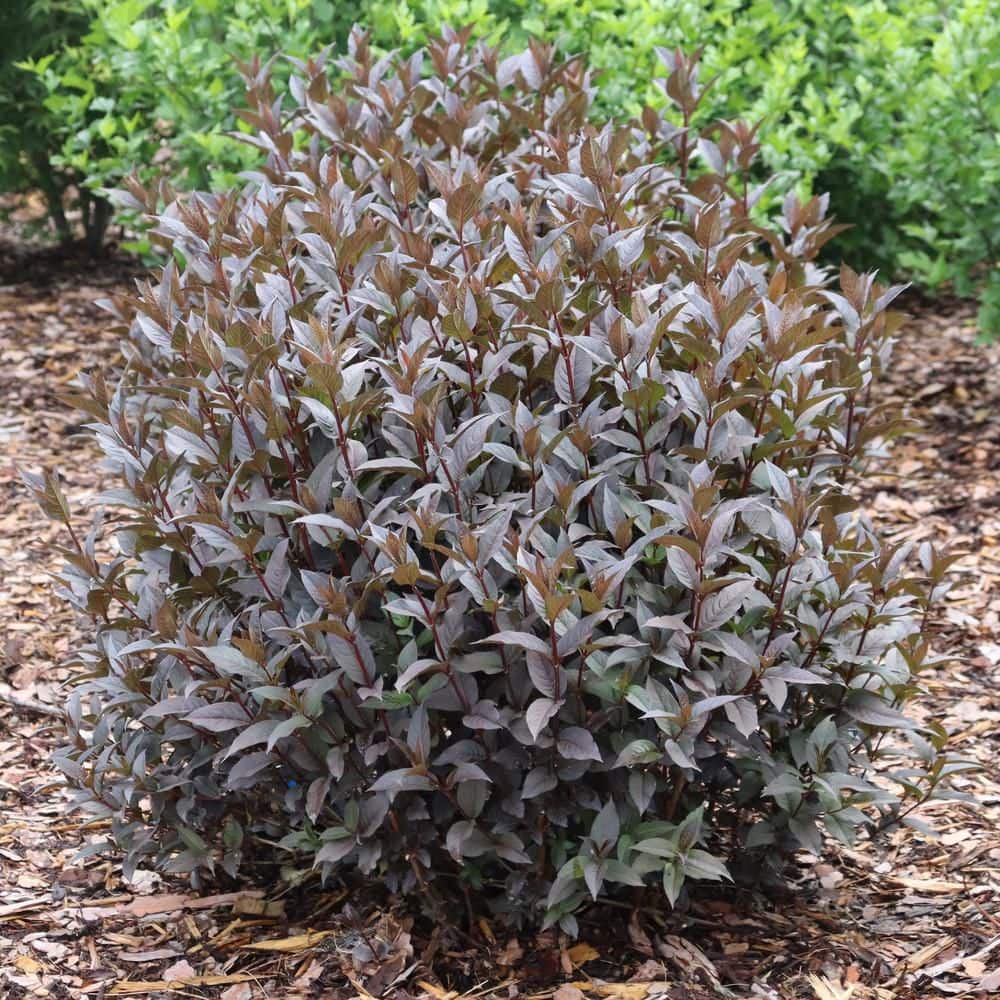 4.5 in. qt. Kodiak Jet Black (Diervilla Hybrid) Live Flowering Shrub with Yellow Flowers and Black Foliage - Hercitys