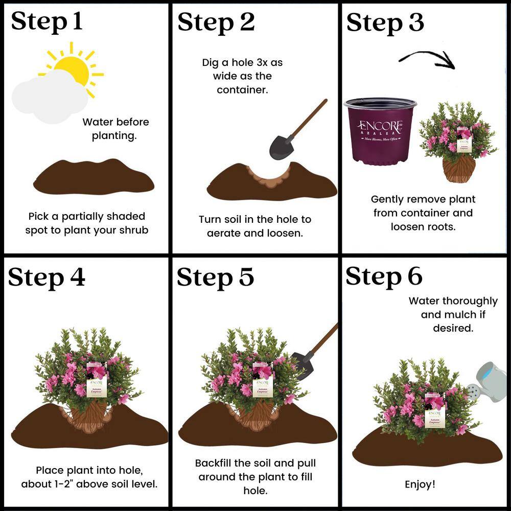 1 Gal. Autumn Empress Azalea Shrub with Semi-Double Pink Flowers - Hercitys