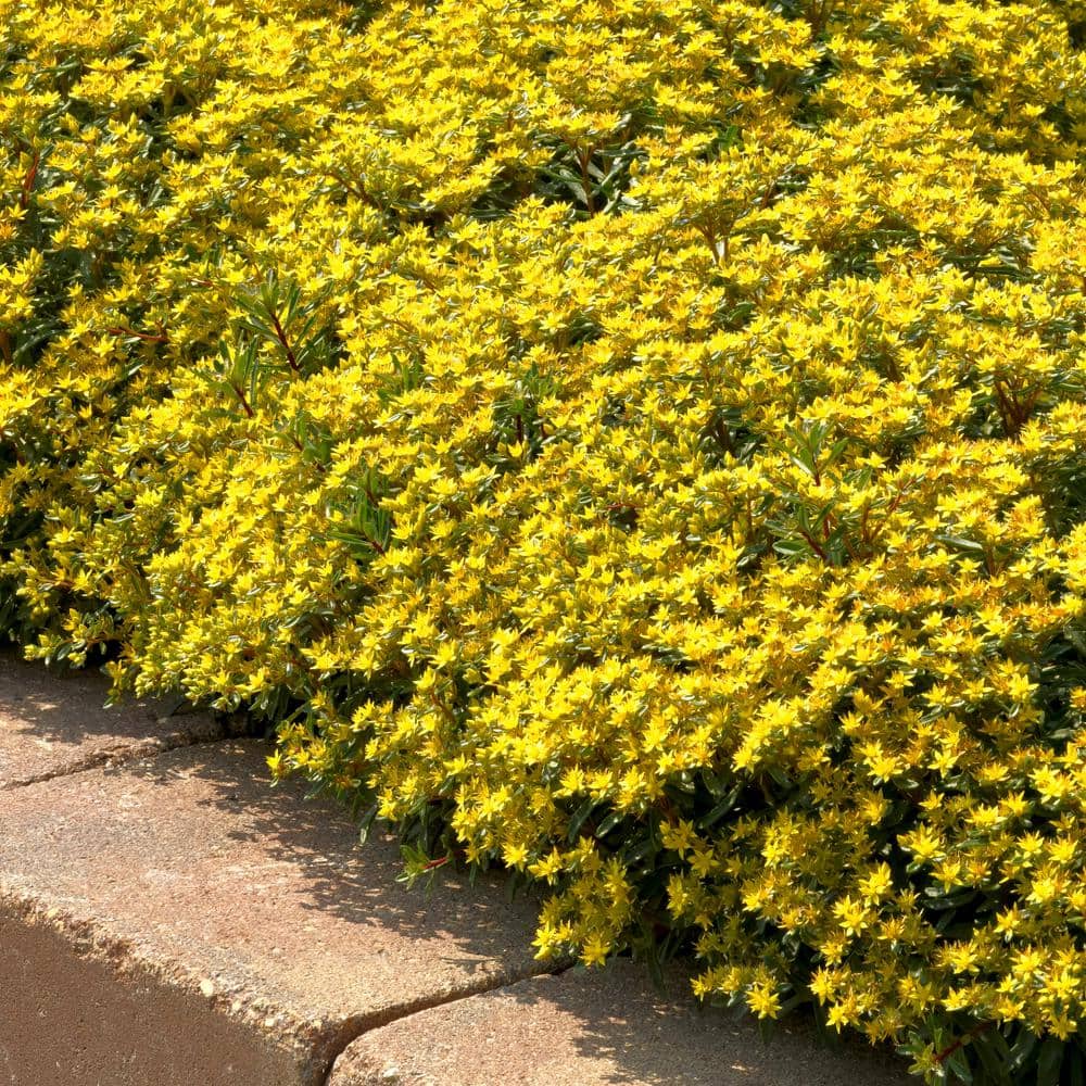 2.5 in. Sedum Yellow Diamonds Perennial Plant (3-Pack) - Hercitys