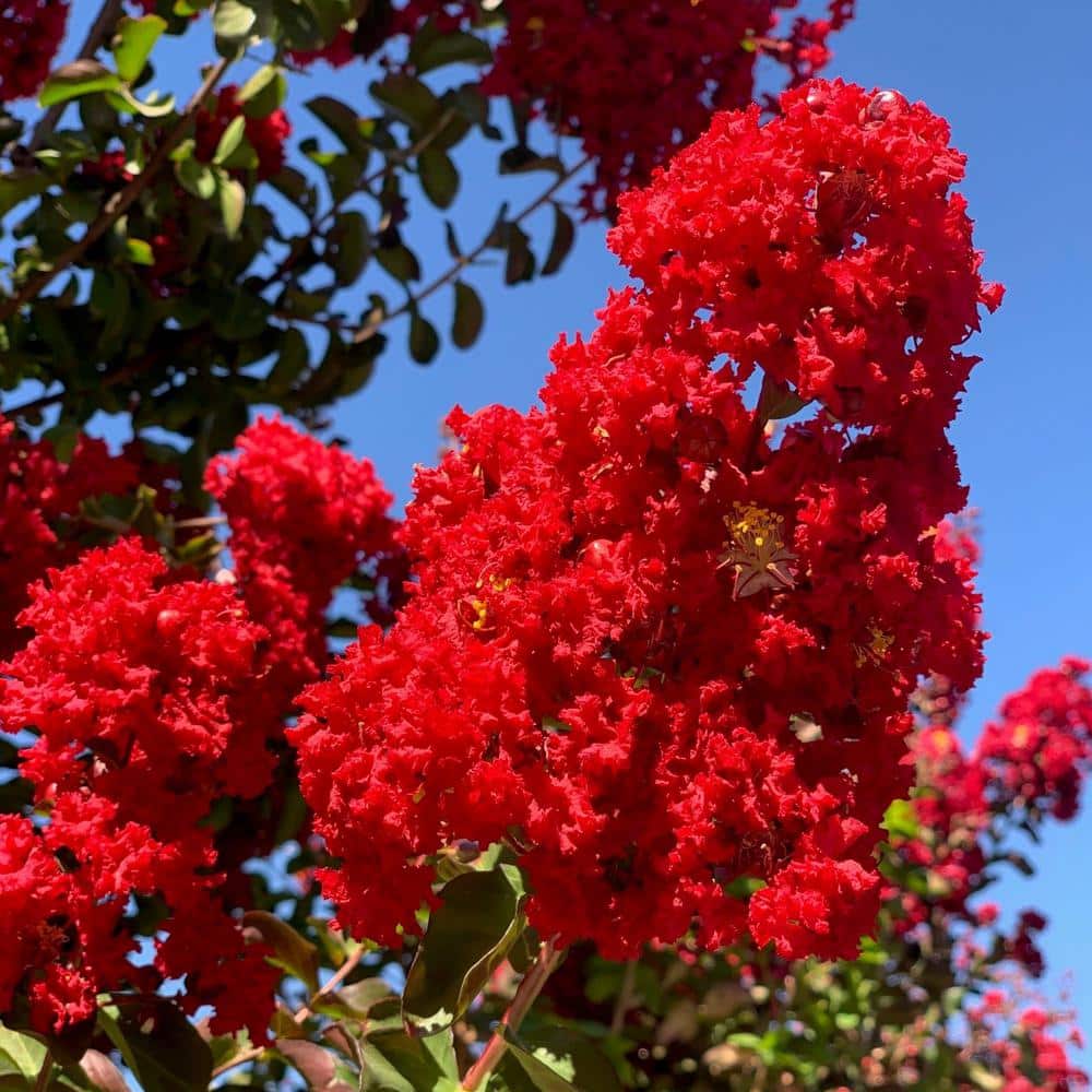 #5 Container Dynamite Red Crape Myrtle Deciduous Tree - Hercitys