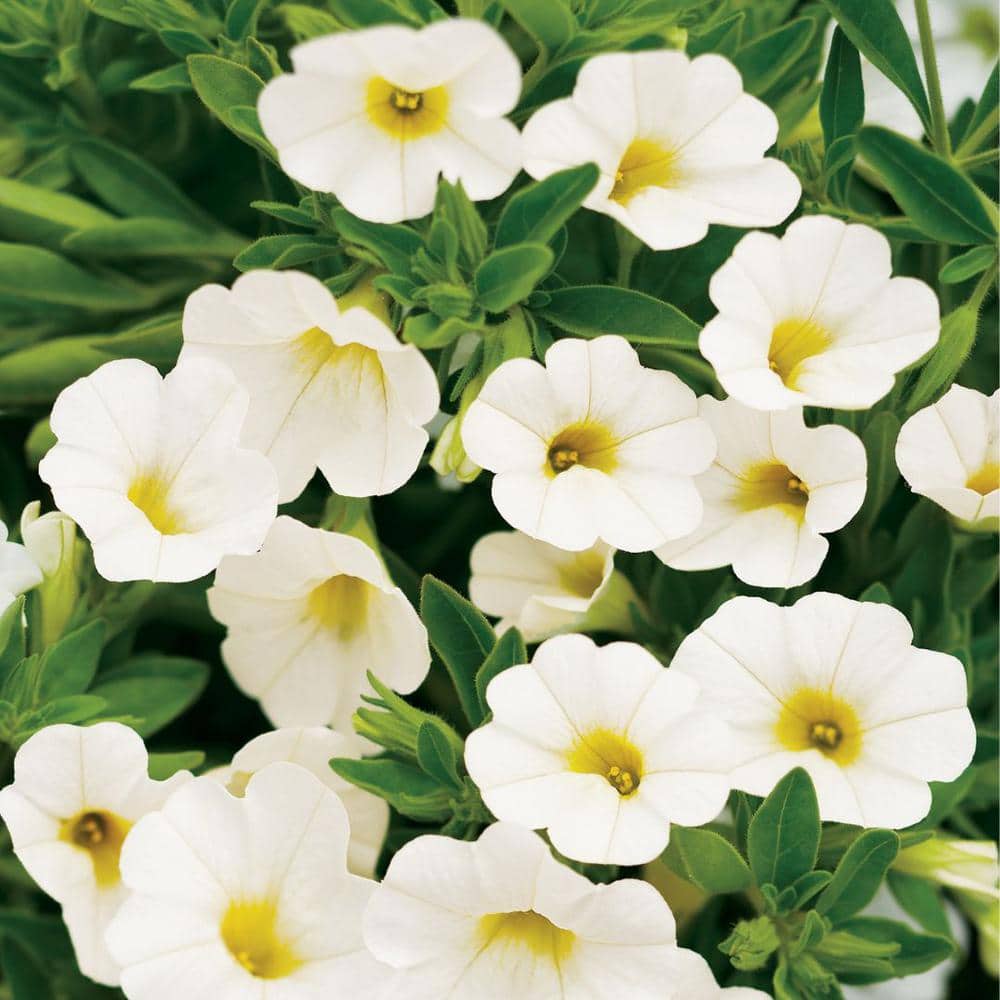 4.25 in. Eco+Grande, Superbells White (Calibrachoa) Live Plants, White Flowers (4-Pack) - Hercitys