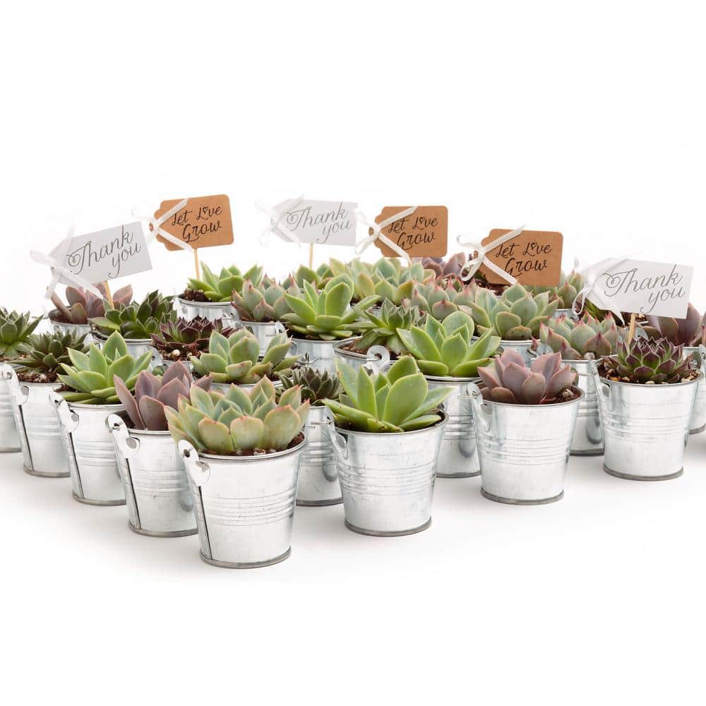 2 in. Wedding Event Rosette Succulents Plant with Tin Metal Pails and Let Love Grow Tags (30-Pack) - Hercitys