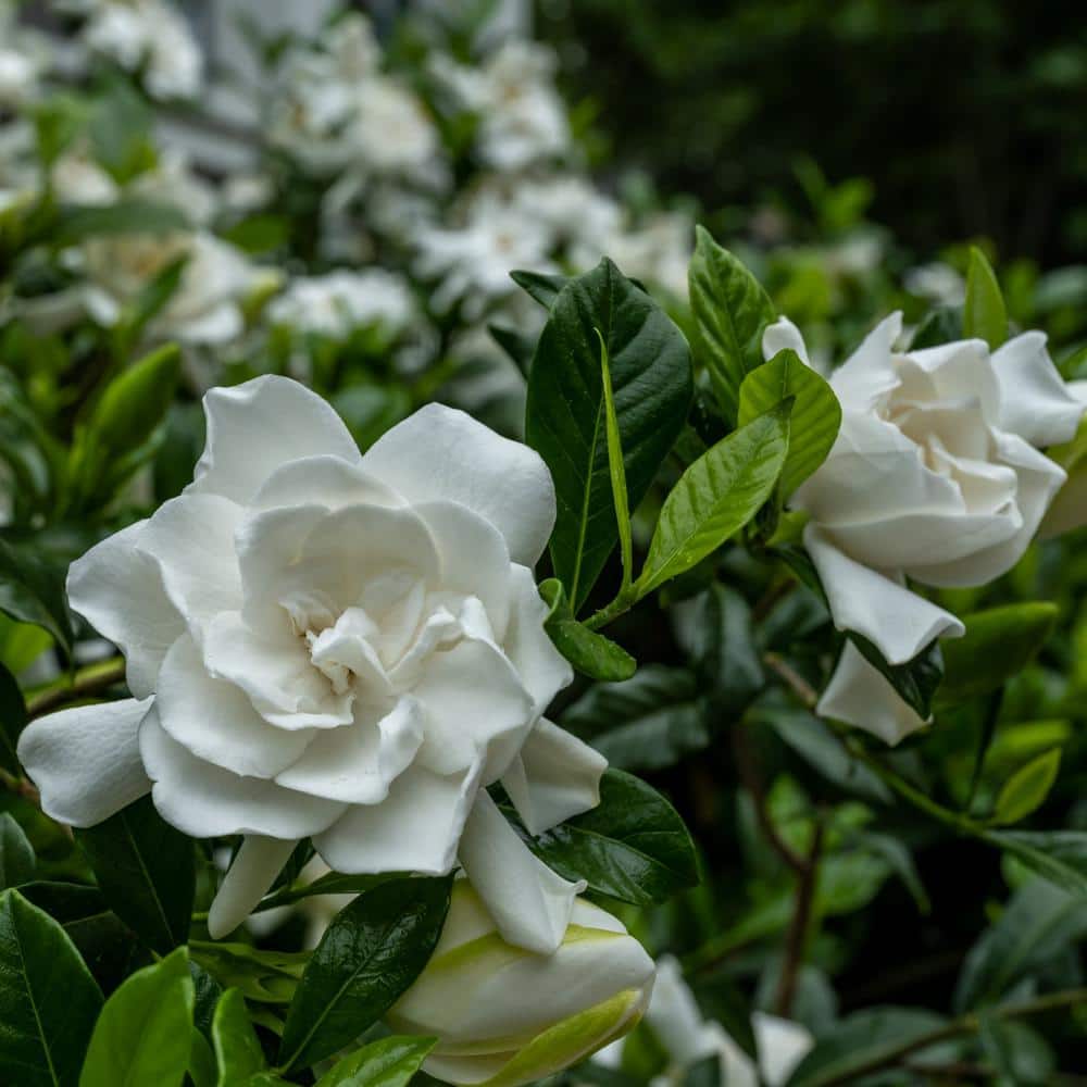 2.25 Gal. White Blooms Frostproof Gardenia Plant - Hercitys