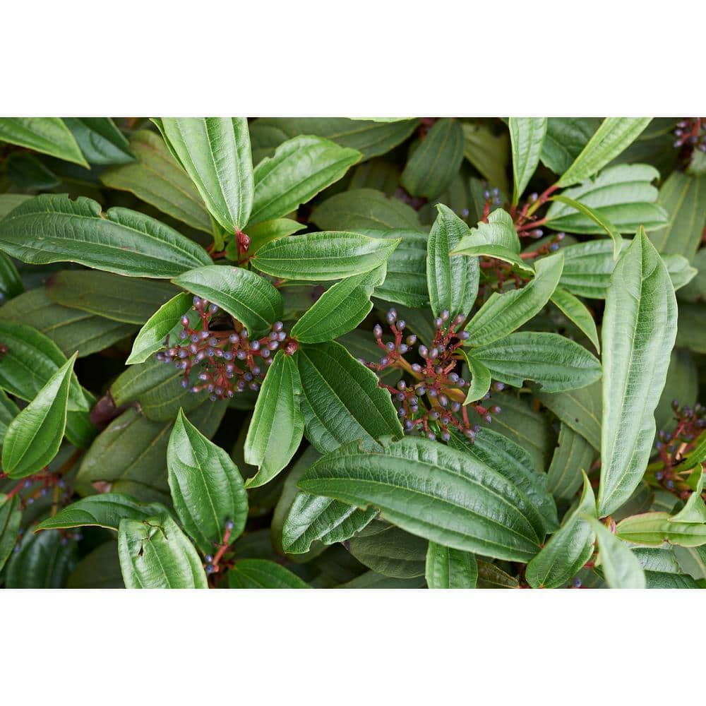 1 Gal. David Viburnum Evergreen Shrub - Hercitys