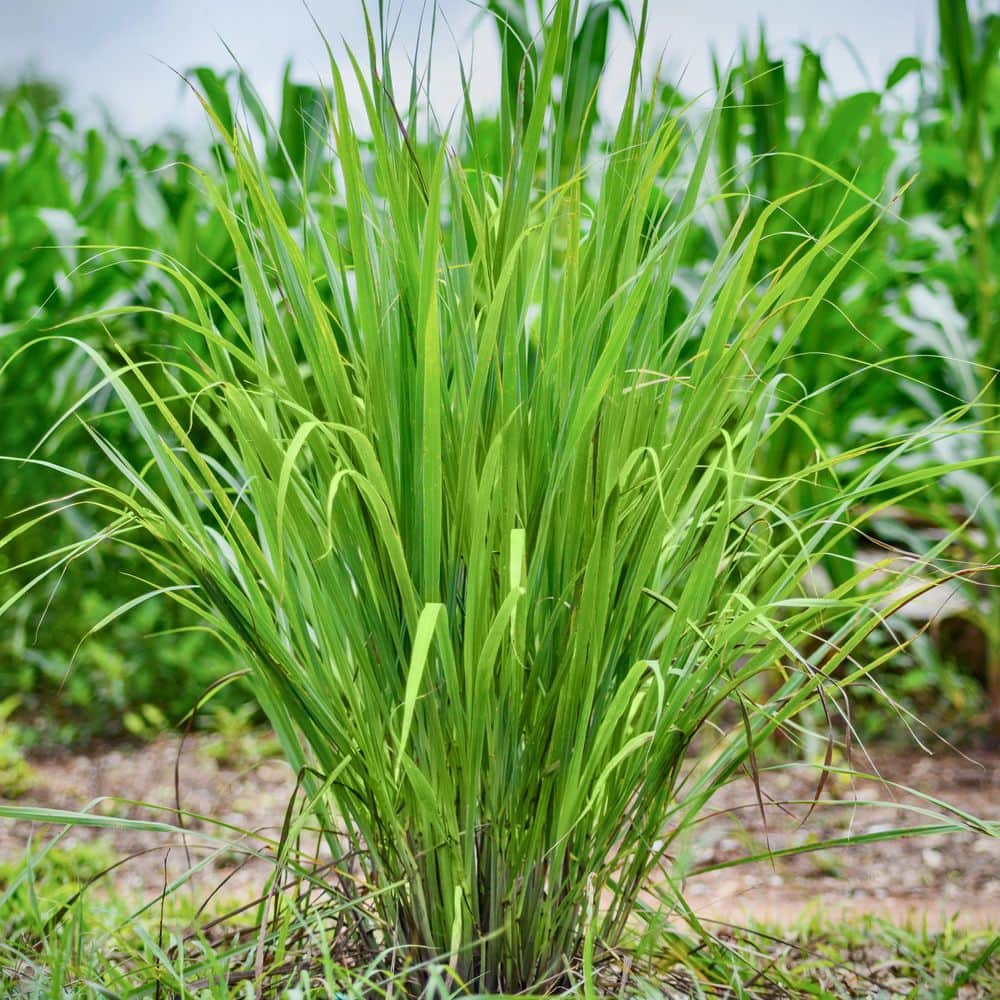 1 gal. Lemongrass Plant - Hercitys