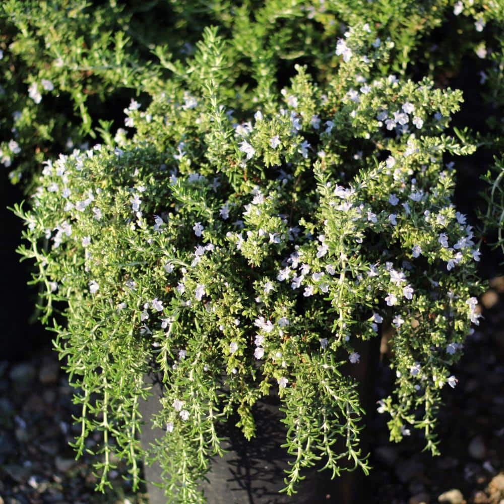 #5 container Creeping Rosemary Plant - Hercitys