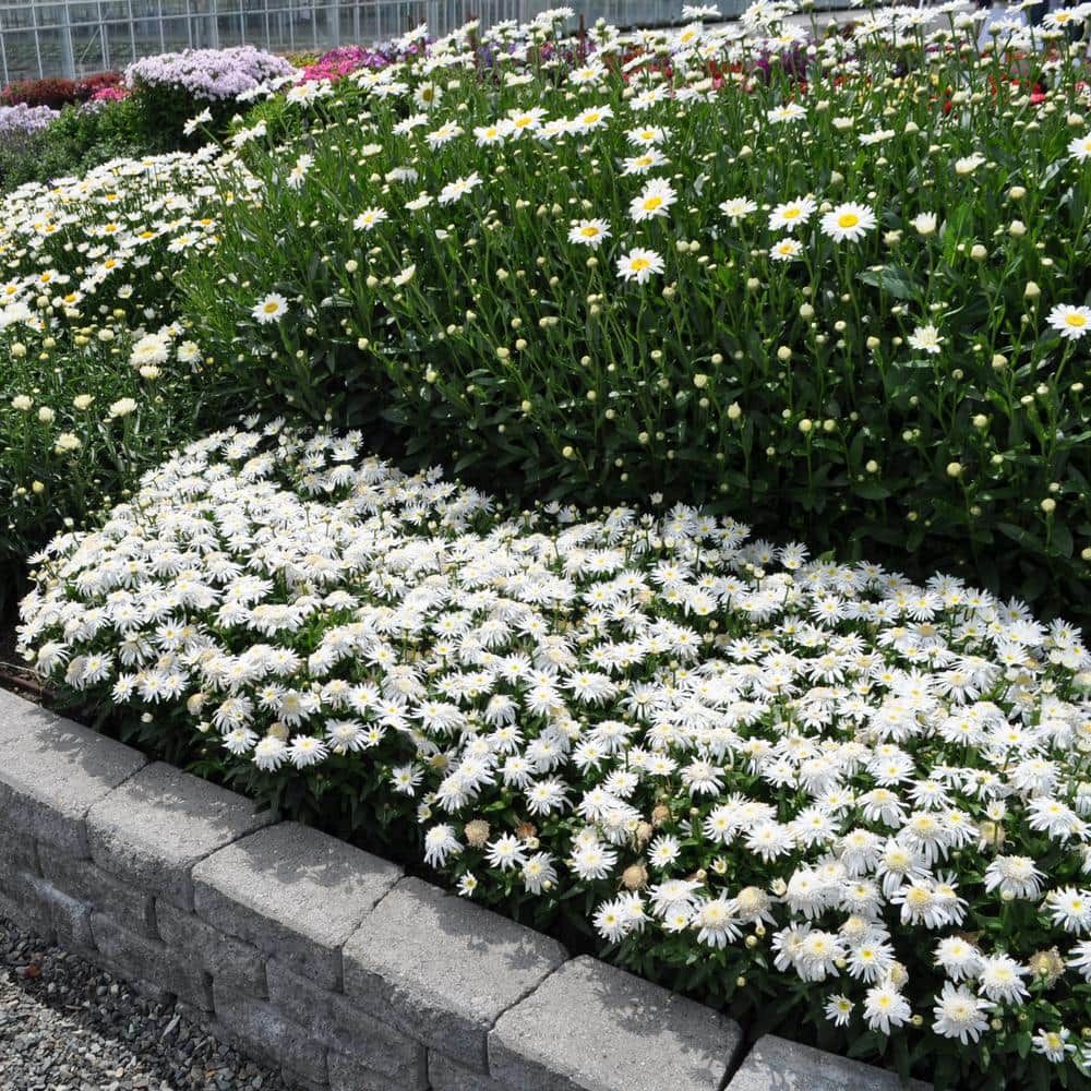 2.5 in. Shasta Daisy Carpet Angel Plant (3-Pack) - Hercitys