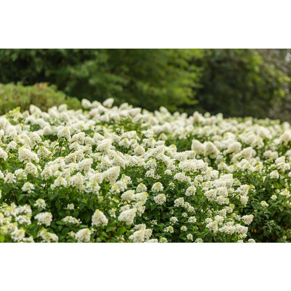 1 Gal. Strawberry Sundae Hydrangea Flowering Shrub with White to Pink Flowers - Hercitys