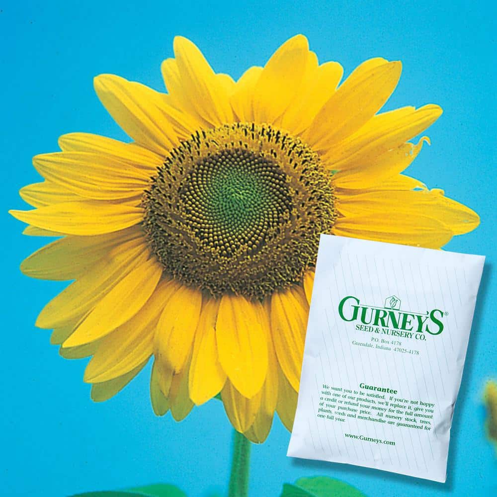 0.25 lb. Sunflower Mammoth Gray Stripe Seed Packet - Hercitys