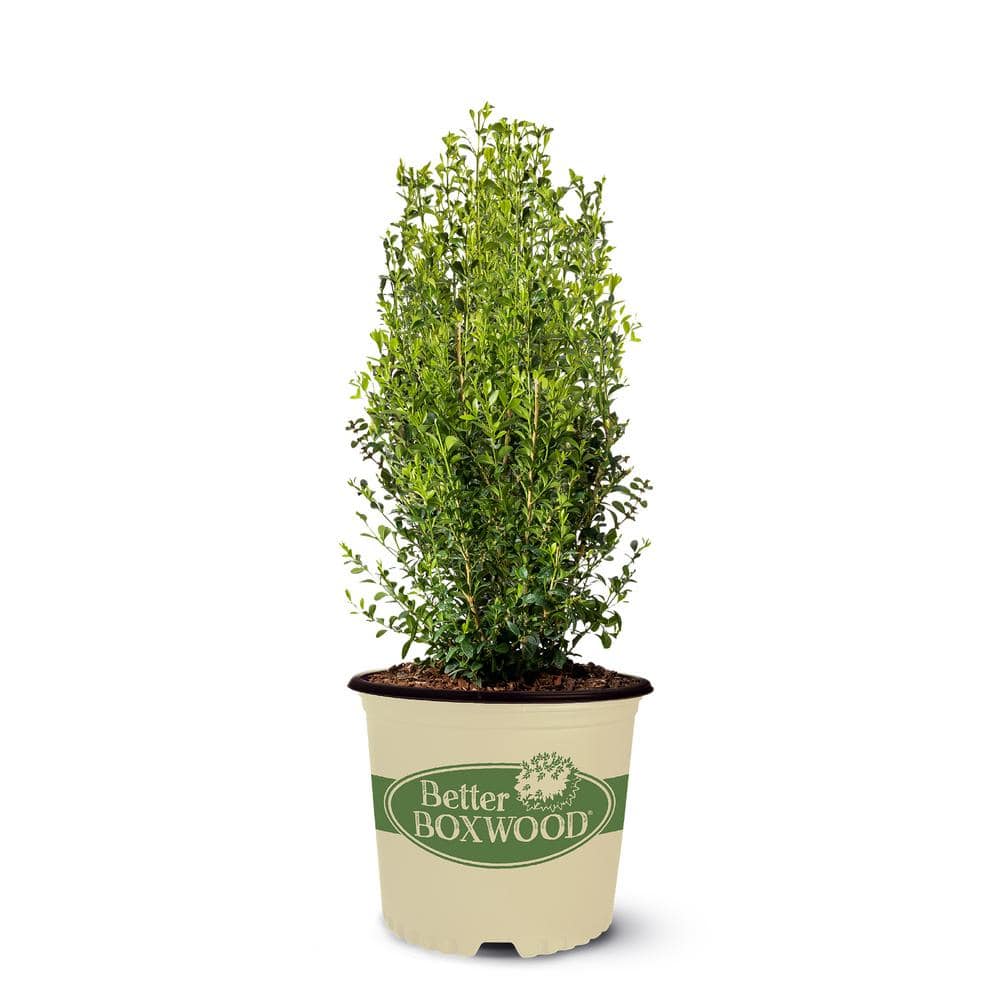 2 Gal. Heritage Boxwood Shrub - Hercitys