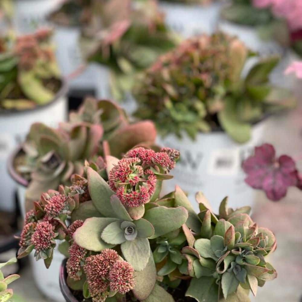 0.65 Gal. Rock N Grow Midnight Velvet Stonecrop (Sedum Hybrid) Live Perennial Plant with Red Flowers - Hercitys