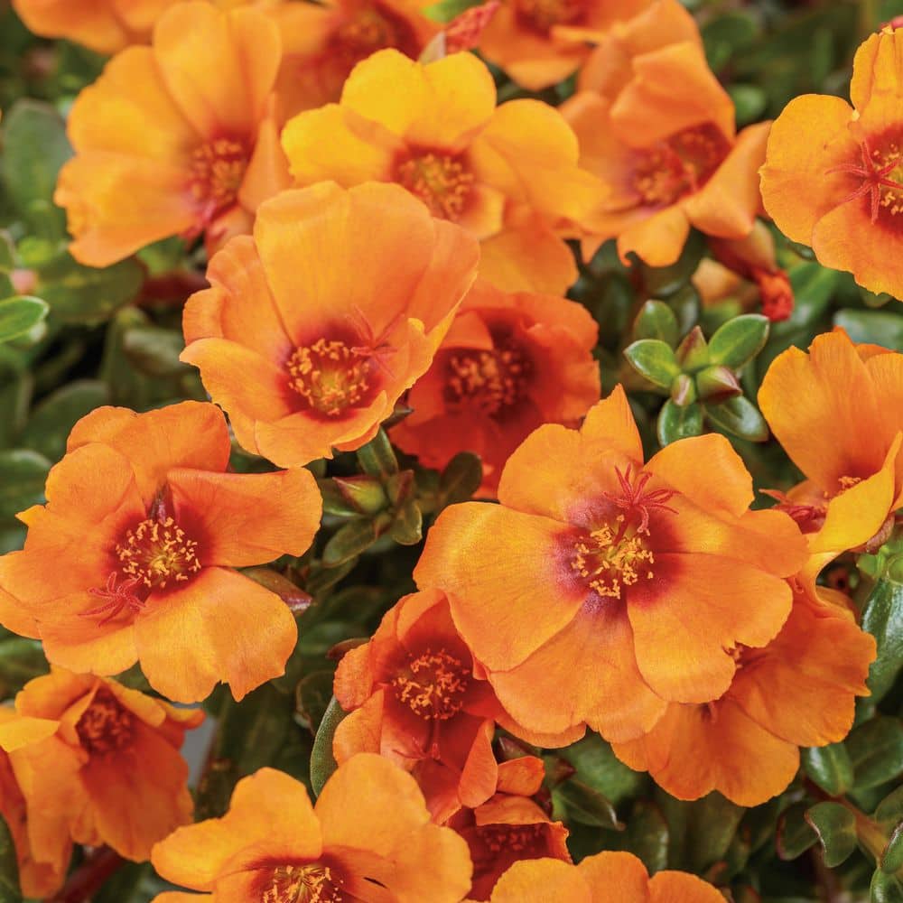 4.25 in. Eco+ Grande Mojave Mango Purslane (Portulaca Oleracea) Live Annual Plant with Yellow Flowers 4-Pack - Hercitys